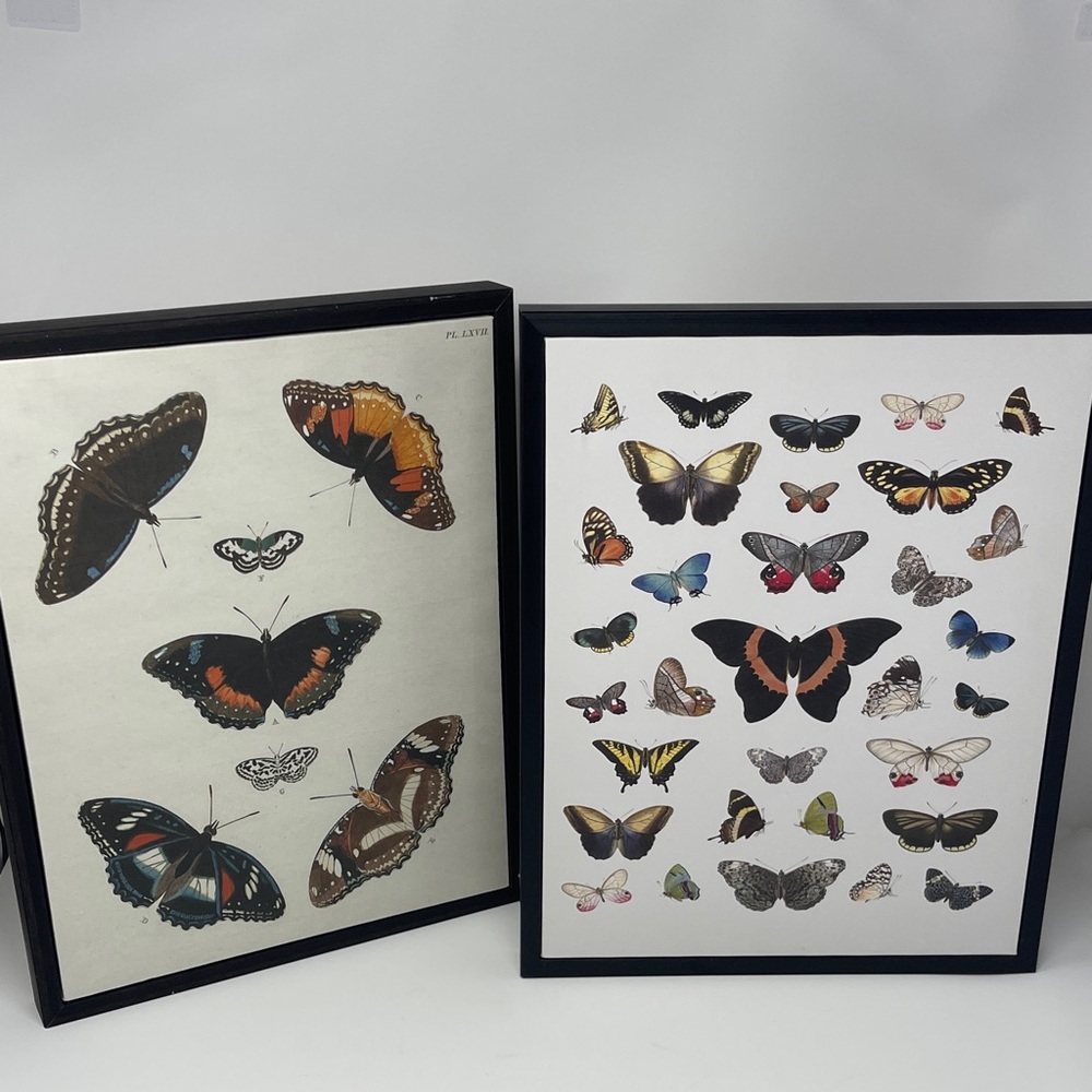 Framed Butterfly Wall Art Pair - vintage Canvas Naturalist Butterflies